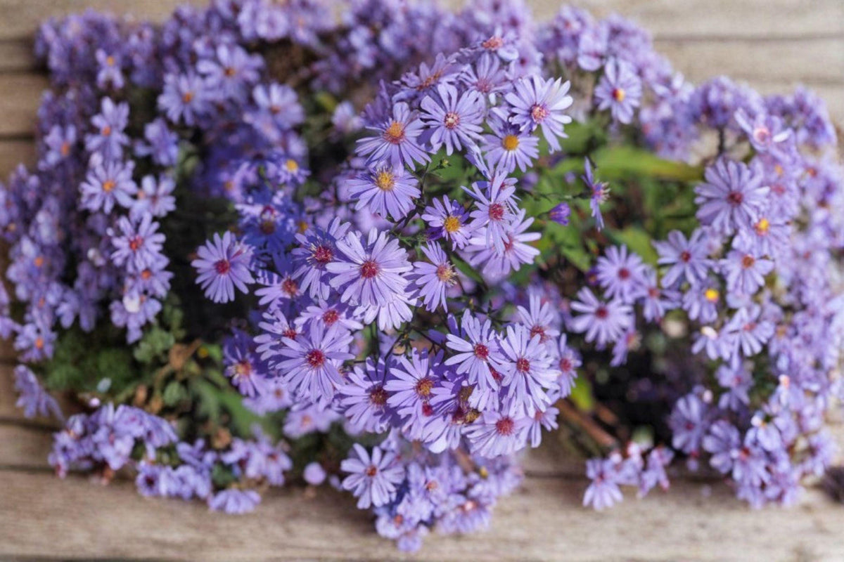 Heart-leaved Aster Seeds 500 Pack | Native Perennial Wildflower for Pollinator Gardens & Meadows | Symphyotrichum cordifolium