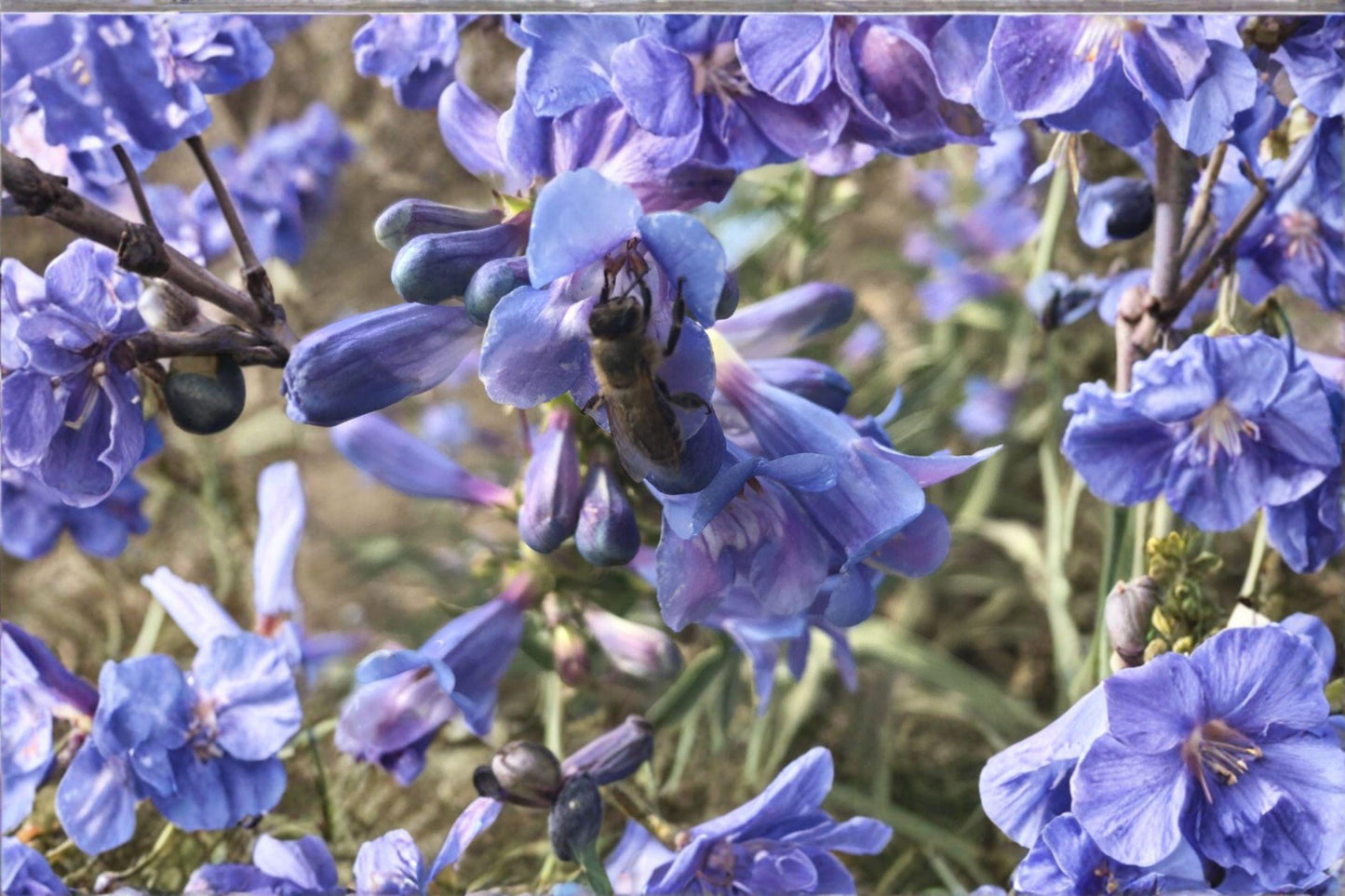 Penstemon acuminatus Seeds, 100 mg, Native Blue Penstemon Wildflower for Pollinator Gardens, Drought-Tolerant Perennial Plant