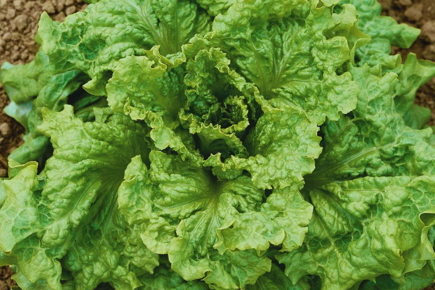 Black Seeded Simpson Lettuce Seeds | Non-GMO, Leaf Vegetable, Lactuca sativa, Fresh Salad Greens, Container Gardening