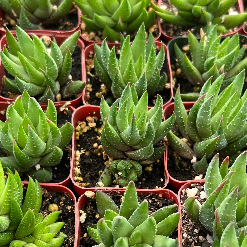 Haworthia rubrobrunnea Live Succulent in 2" Planter – Easy-Care Indoor Plant, Unique Textured Foliage, Drought Tolerant Gift