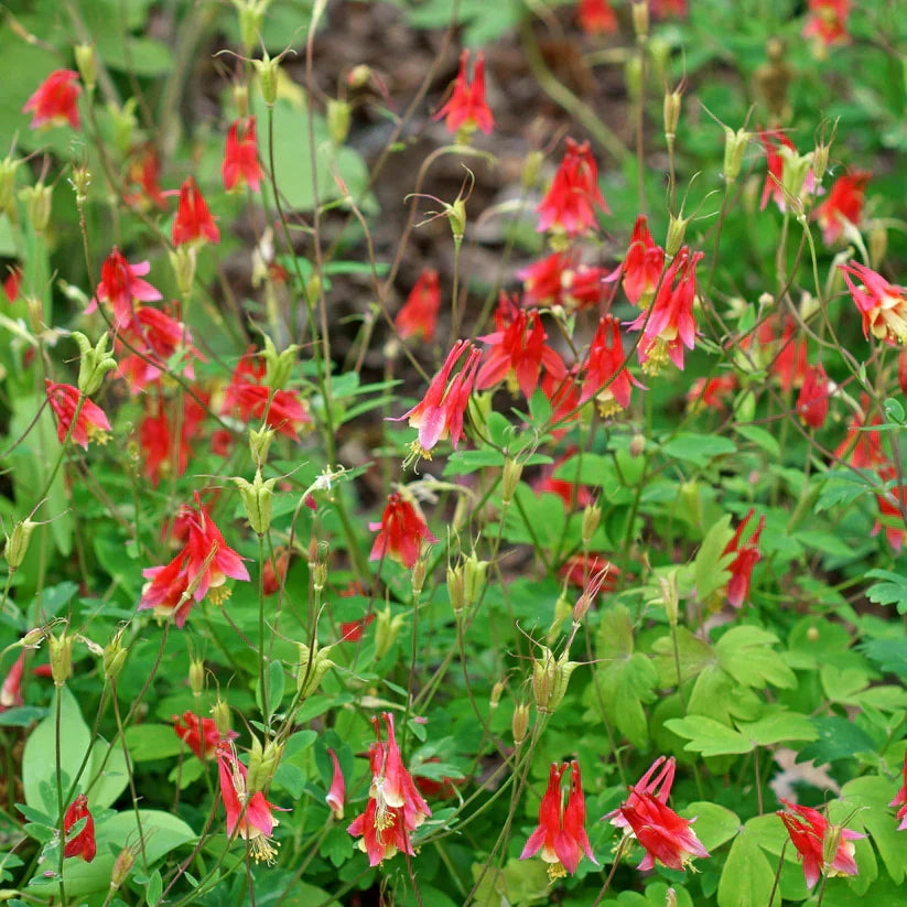 Live Wild Red Columbine Plant in 1 Pint Pot - Aquilegia canadensis Native Perennial for Pollinator Gardens