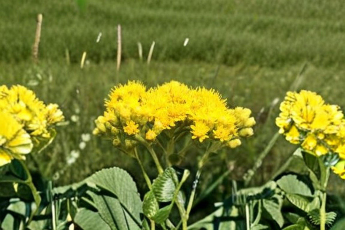 100 Seeds Oligoneuron Rigidum Stiff Goldenrod Native Perennial Wildflower for Pollinator Gardens