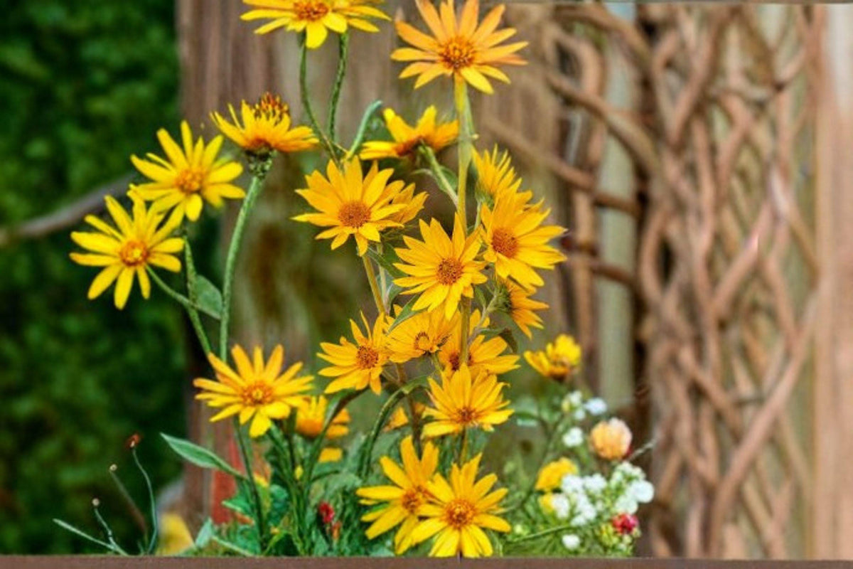 Maximilian Sunflower Seeds – Helianthus maximiliani – Native Wildflower for Pollinator Gardens & Prairie Restoration
