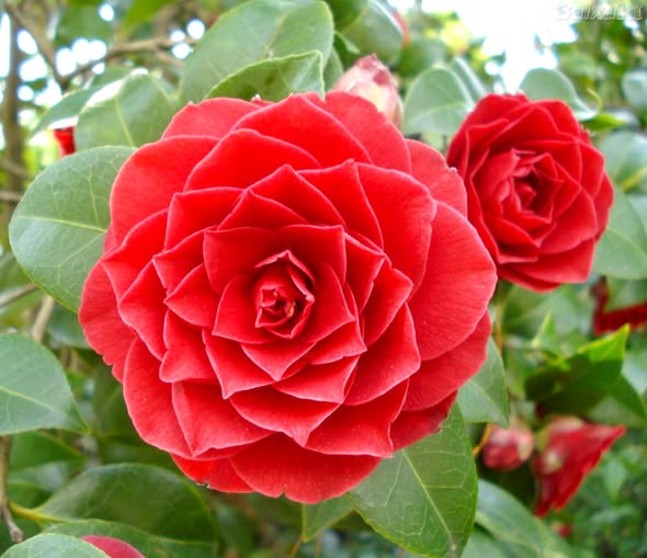 Super Rare Middlemist Red Camellia Cuttings – 3 Unrooted Propagation, Grafting, Camellia japonica