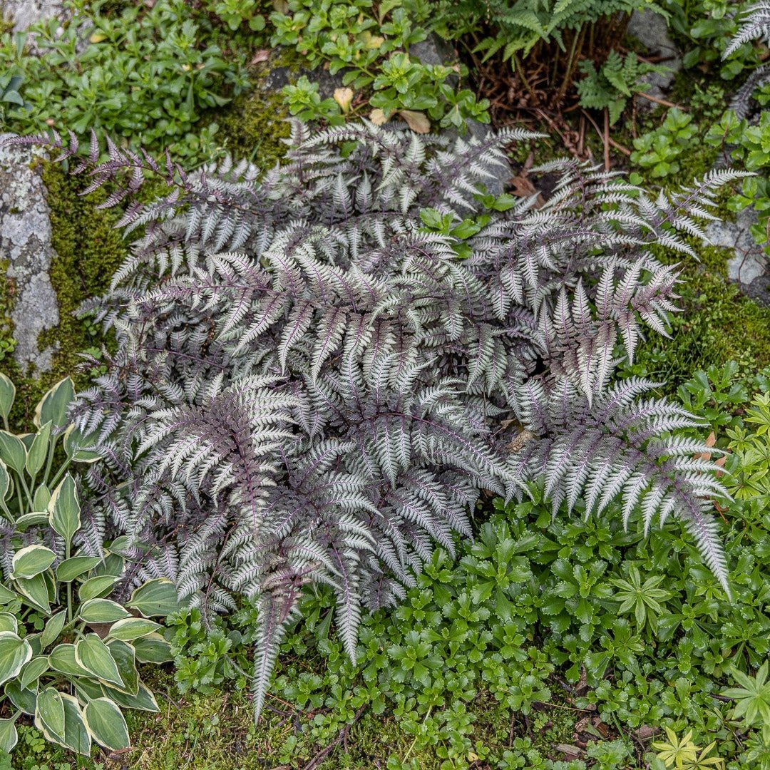 Live Japanese Painted Fern - Athyrium Niponicum Perennial Shade Plant in 1 Pint Pot Silver Foliage