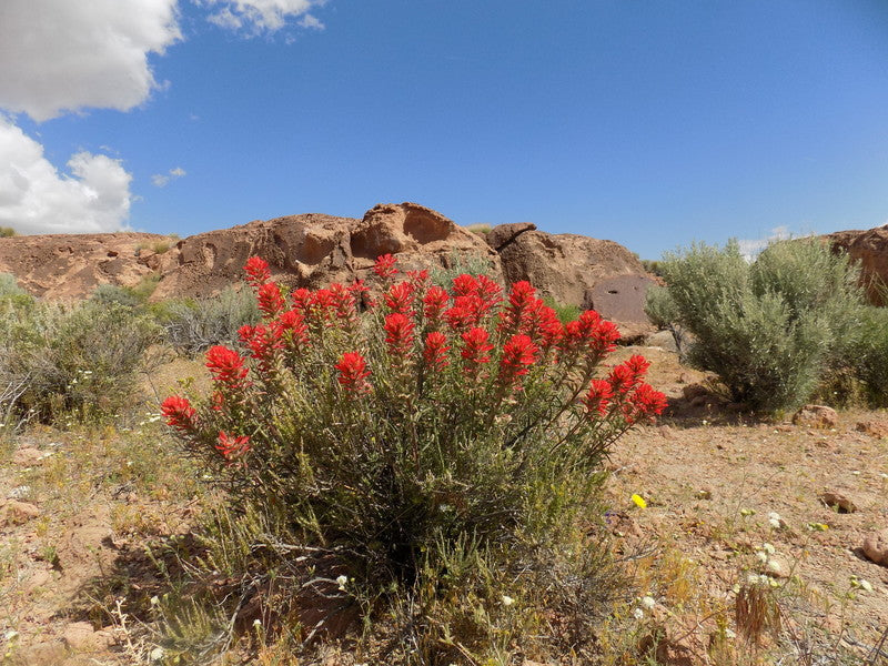 Castilleja angustifolia var. dubia Seeds – Native Wildflower, Red Blooms, Pollinator Plant, Narrowleaf Indian Paintbrush, 50 Seeds