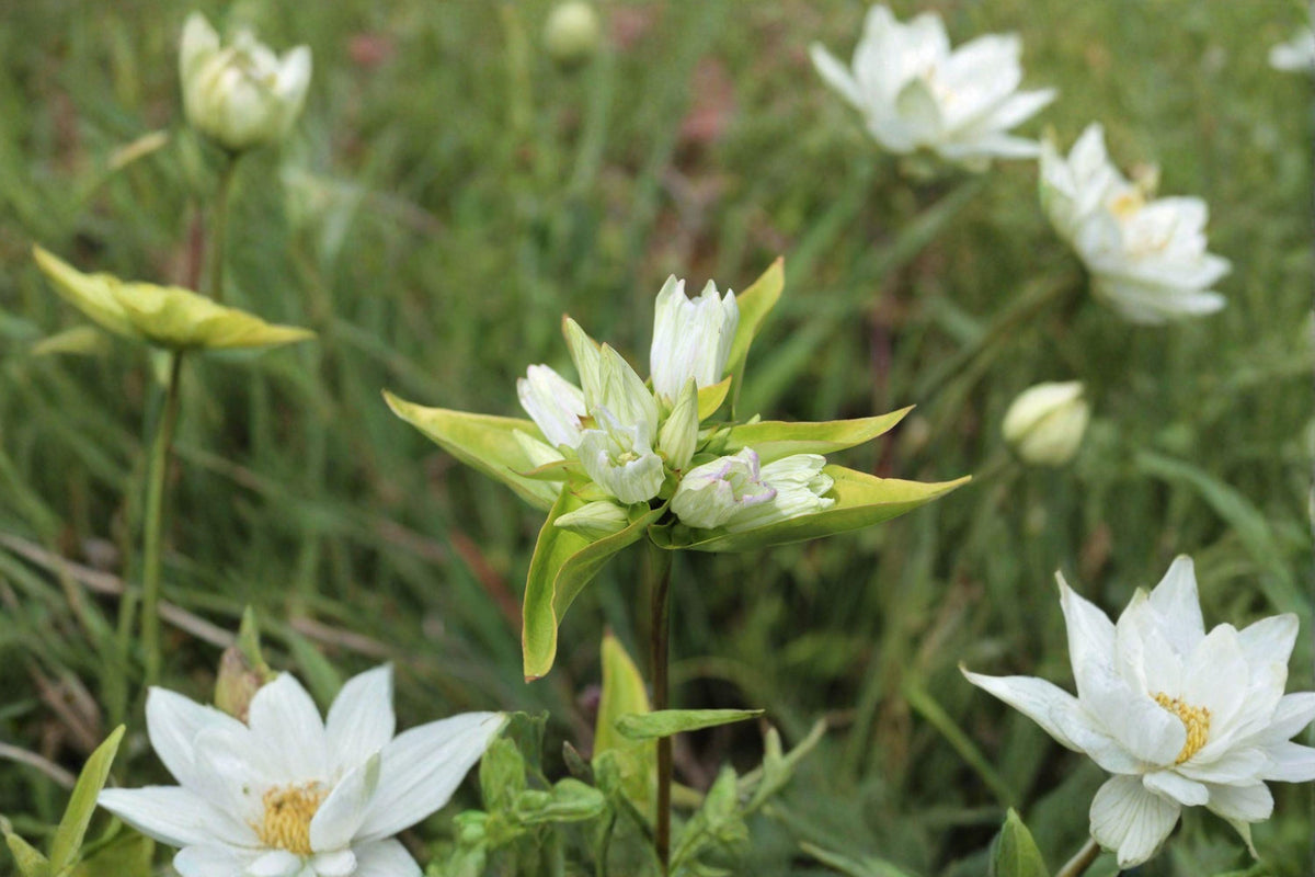 Cream Gentian Seeds – Native Wildflower, Gentiana flavida, Late Summer Bloom, Pollinator-Friendly, 100 Seeds