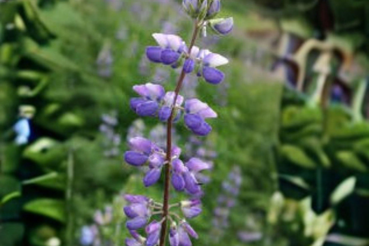 500 mg Lupine Riverbank Seeds (Lupinus rivularis) Perennial Violet-Blue Flowers for Pollinator Gardens & Meadows