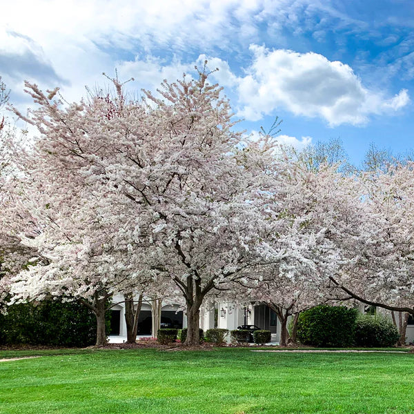 1 Live Yoshino Cherry Tree (Prunus x yedoensis) Bareroot 1–2ft | Pink White Blooms | Fast Growing Ornamental Tree
