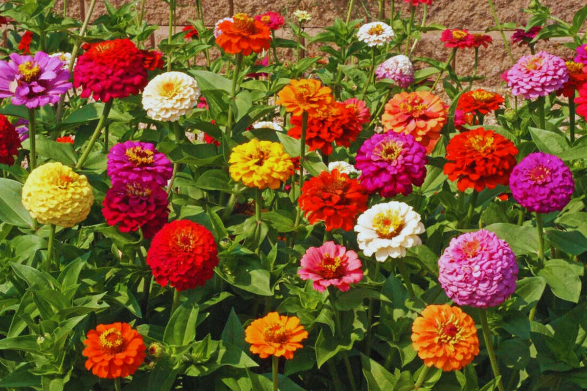 Zinnia Flower Seeds - 100+ Mixed Color Annual Seeds for Butterfly Attraction - Zinnia elegans