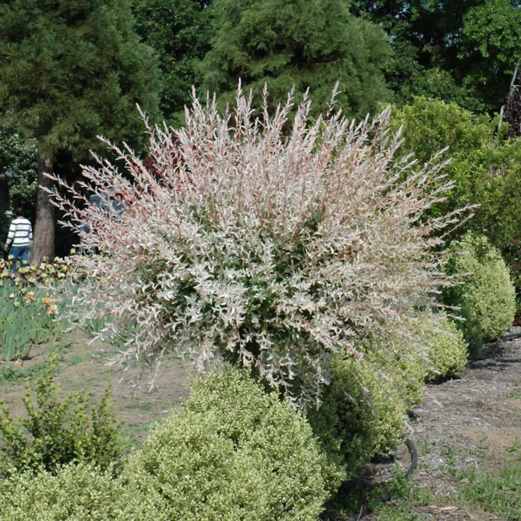 Dappled Willow Tree Bare Root 1-2 ft | Salix integra 'Hakuro Nishiki' | Tricolor Foliage | Fast Growing Ornamental Shrub