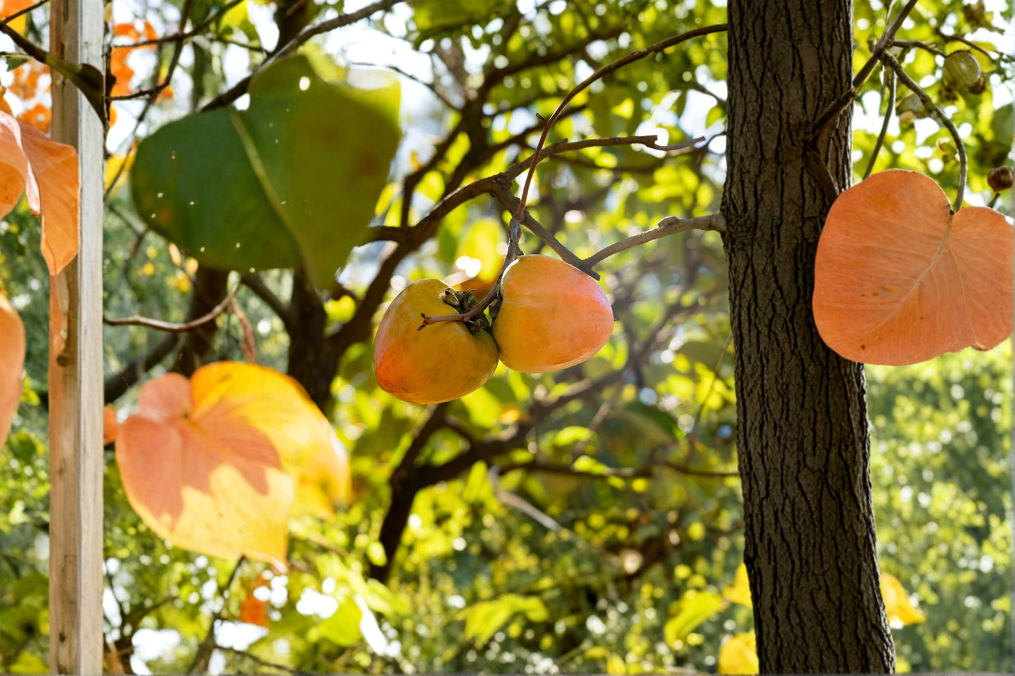 Tanenashi Persimmon Tree – 1 Live Well-Rooted Diospyros kaki Astringent Asian Persimmon, Sweet Fruit Starter