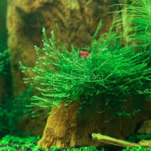 Java Moss 2oz Portion