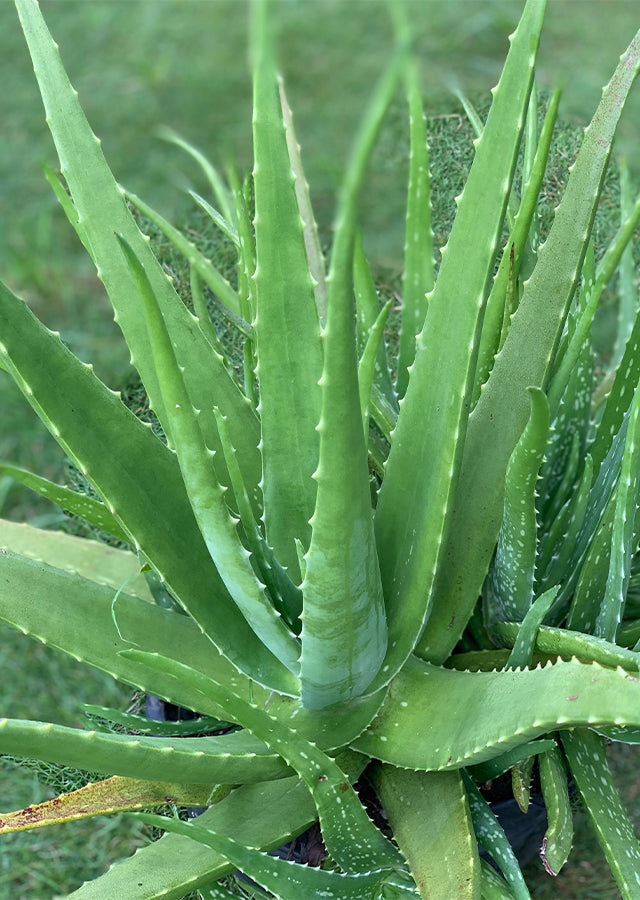 Organic Aloe Vera Plant 14-18 Inches Live Succulent for Skincare & Healing, Heirloom, Indoor Outdoor Houseplant