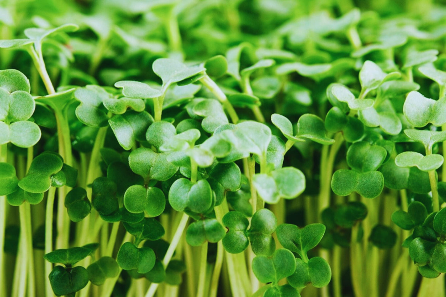 Broccoli Microgreen Seeds - 3oz Non-GMO Heirloom Brassica oleracea var. italica for Indoor & Outdoor Gardening