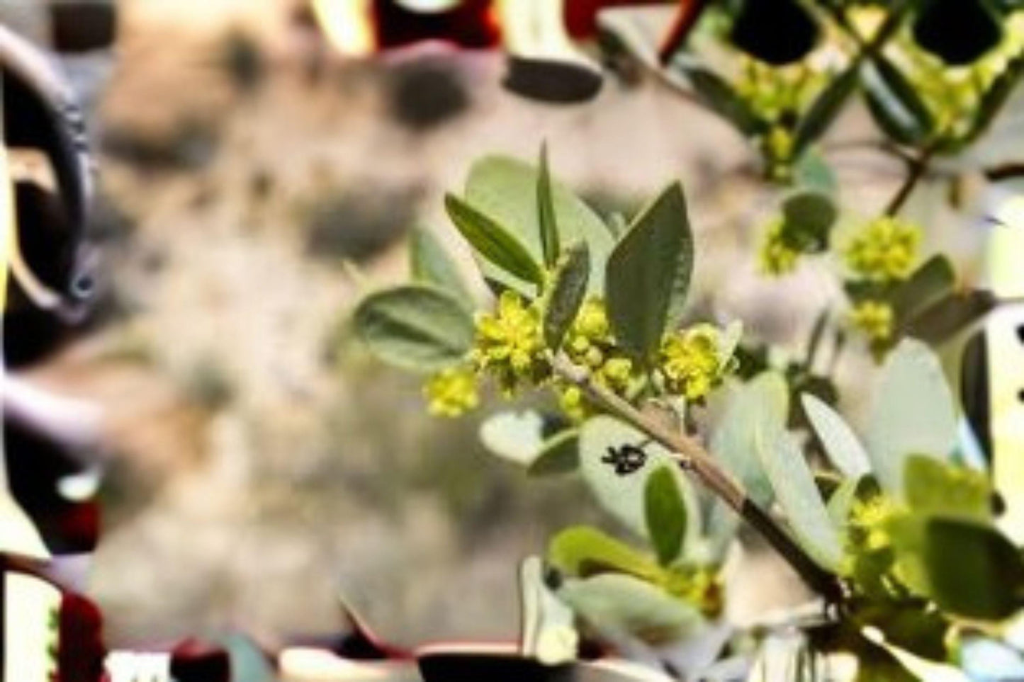 Jojoba Seeds – 5 Premium Simmondsia chinensis Drought-Tolerant Desert Shrub for Oil, Xeriscaping & Skincare
