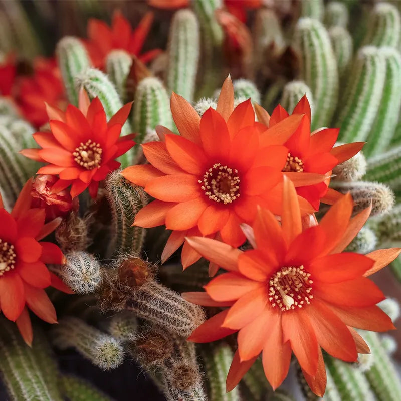 Echinopsis chamaecereus Cutting – Peanut Cactus Succulent Propagation, Orange Blooming, Unrooted Succulent Starts
