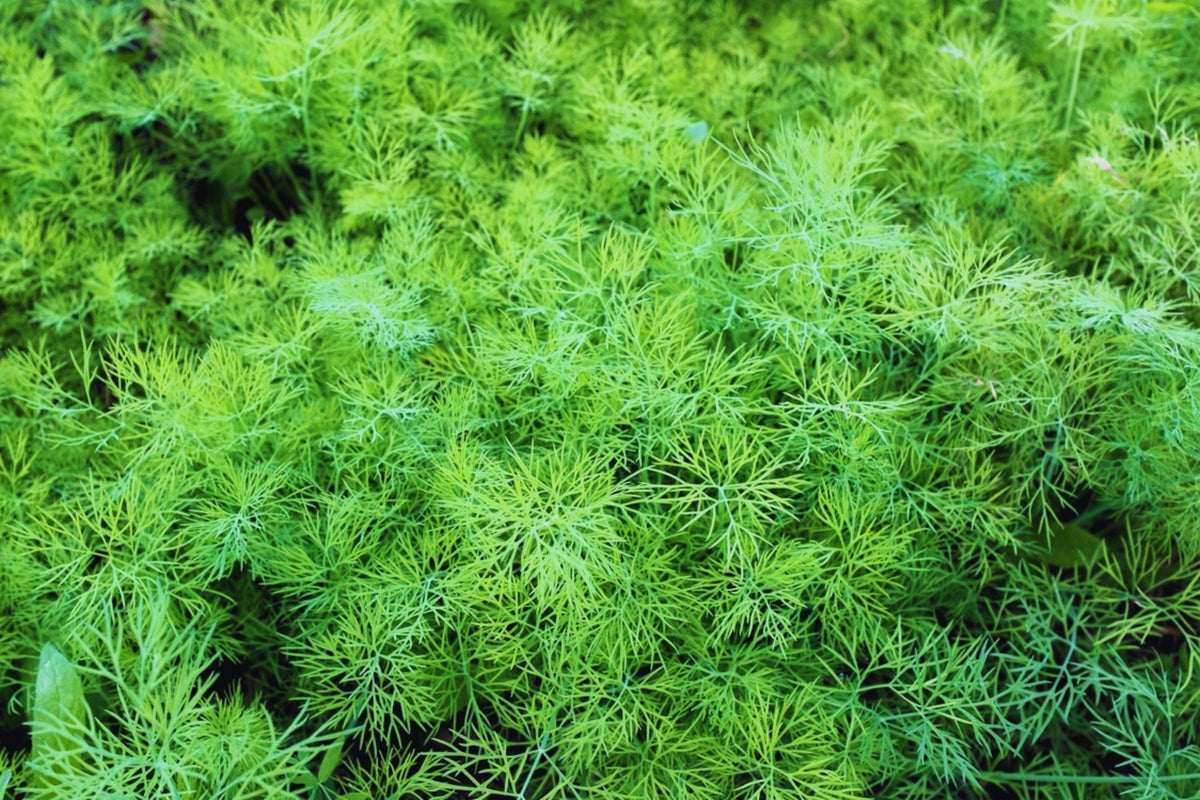 Dukat Dill Seeds - Non-GMO Anethum graveolens Herb Seeds for Garden & Culinary Use, USA Grown, Pack of 100