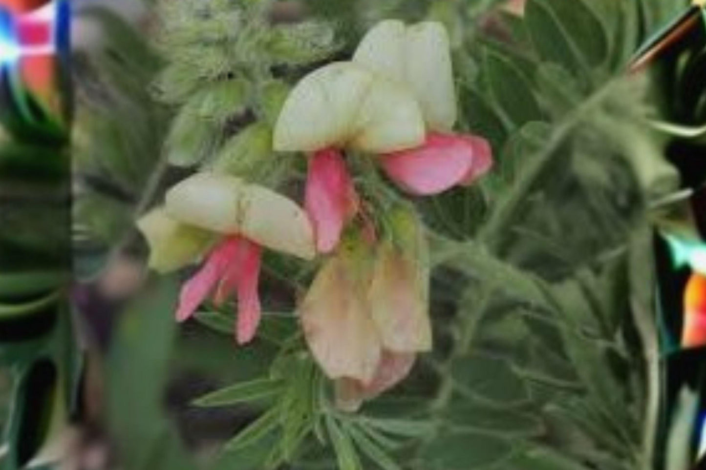 Tephrosia virginiana Seeds – Native Perennial Wildflower for Dry Meadows & Prairies, Drought-Tolerant, Pink & Cream Blooms