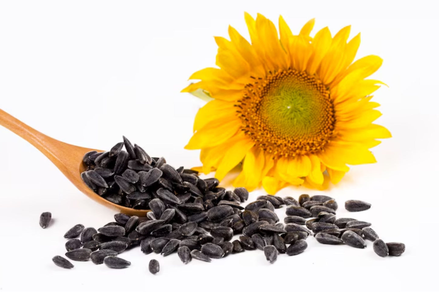 Bulk Black Oil Sunflower Microgreen Seeds - Non-GMO Helianthus annuus for Indoor & Outdoor Growing