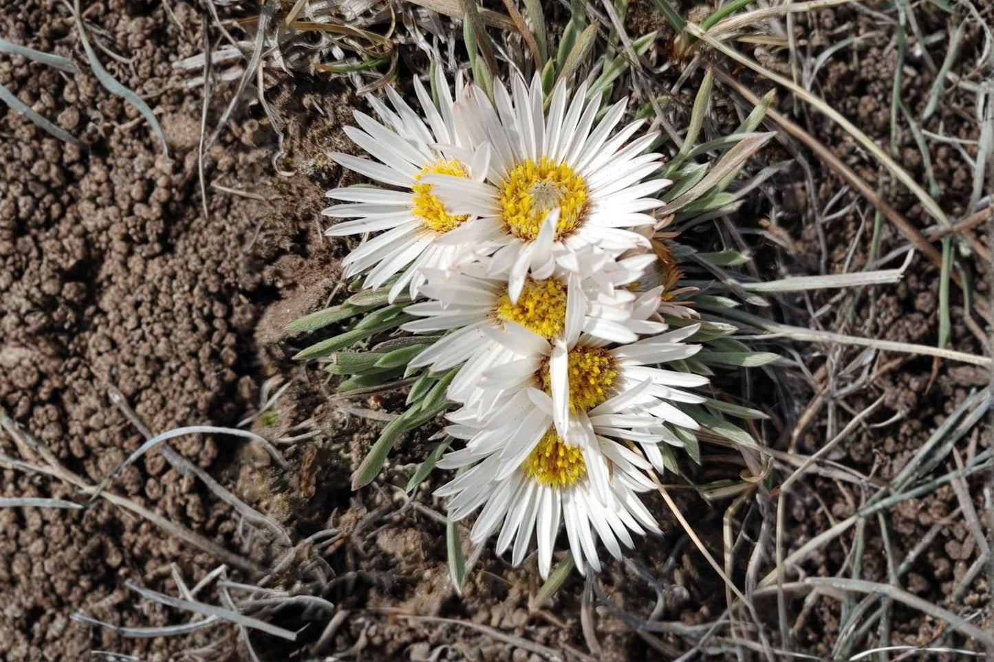 Fendler’s Easter Daisy Seeds – Townsendia fendleri – Native Wildflower for Rock Gardens & Dry Slopes – Perennial Plant