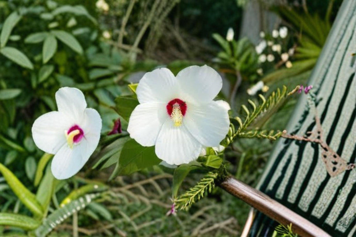 Dwarf White Rose Mallow Seeds, Hardy Hibiscus Hibiscus moscheutos, Perennial Flower for Pollinator Gardens