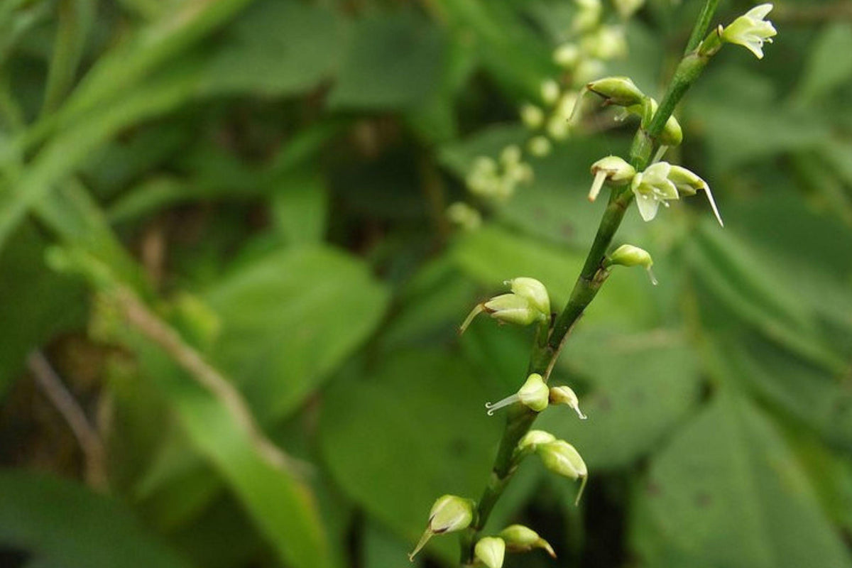 Woodland Knotweed Seeds, Persicaria virginiana, Native Shade Wildflower, Pollinator Plant, Perennial for Part Shade Gardens