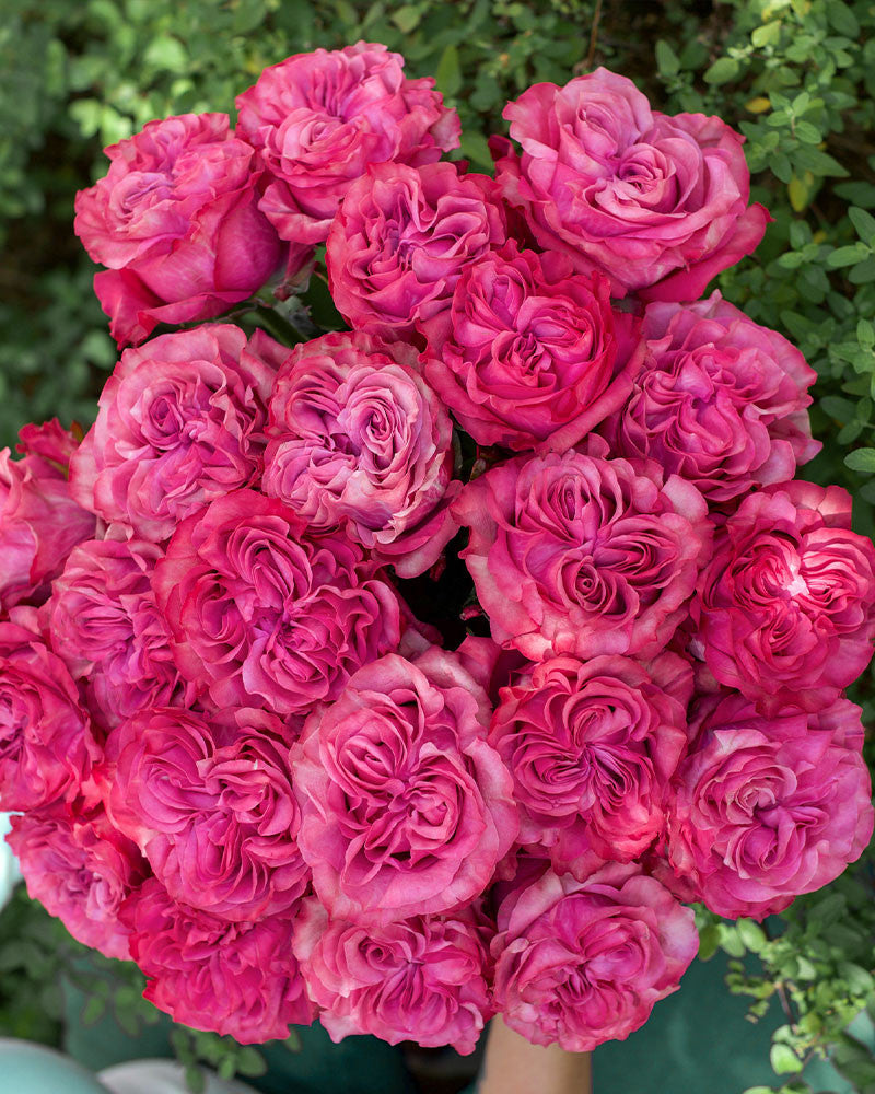 Super Rare Rose Cuttings – Rosa ‘Country Blues’ Purple-Mauve Floribunda Unrooted Propagation Set of 3