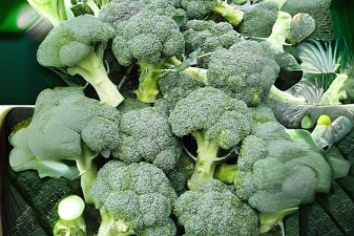 Broccoli Di Cicco Seeds - Italian Heirloom Vegetable, 300 Premium Seeds for Home Garden, Raised Beds, or Containers