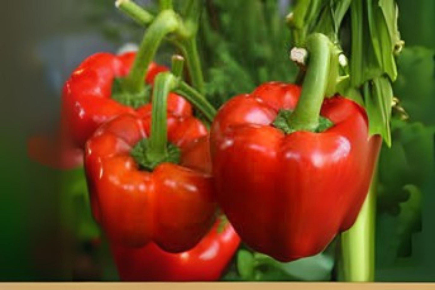 Yolo Wonder Bell Pepper Seeds - Heirloom Sweet Pepper Variety for Garden, Container, or Raised Bed Cultivation (30 Seeds)