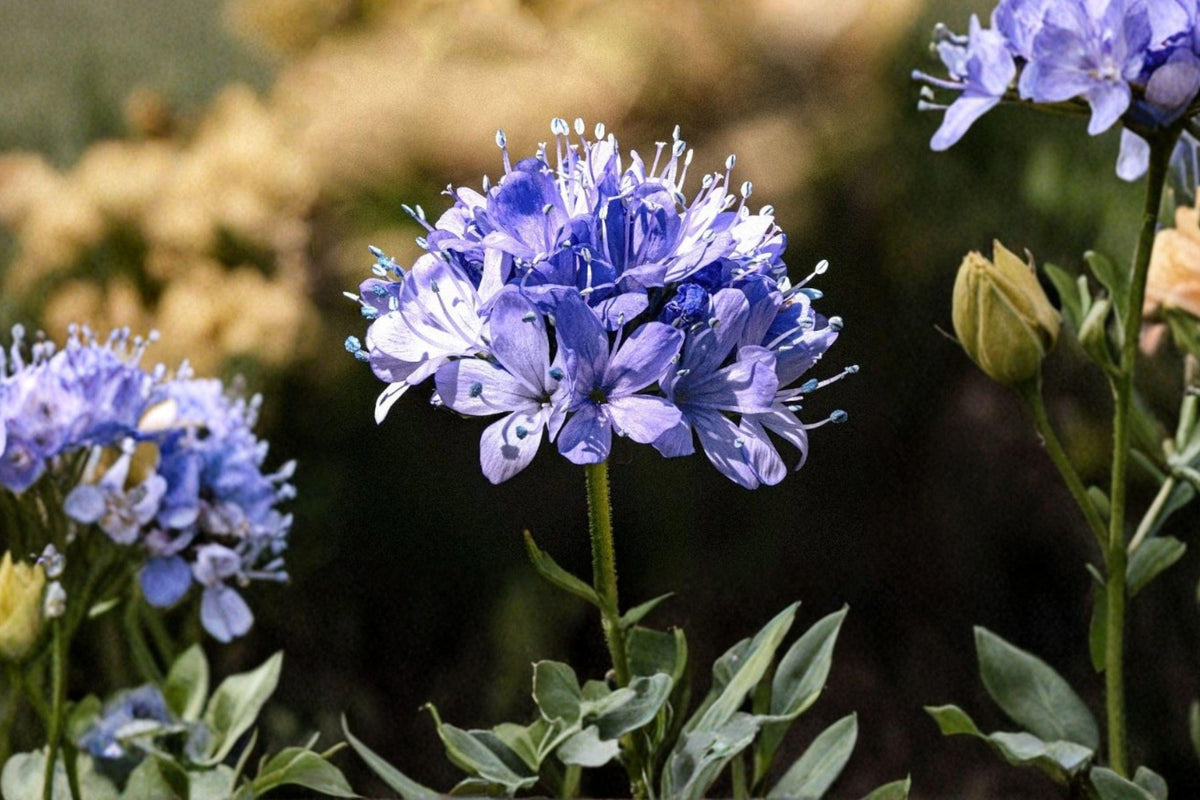 100 Globe Gilia Seeds – Blue Wildflower, Pollinator Plant, Gilia capitata, Native Annual for Wildflower Gardens and Restoration