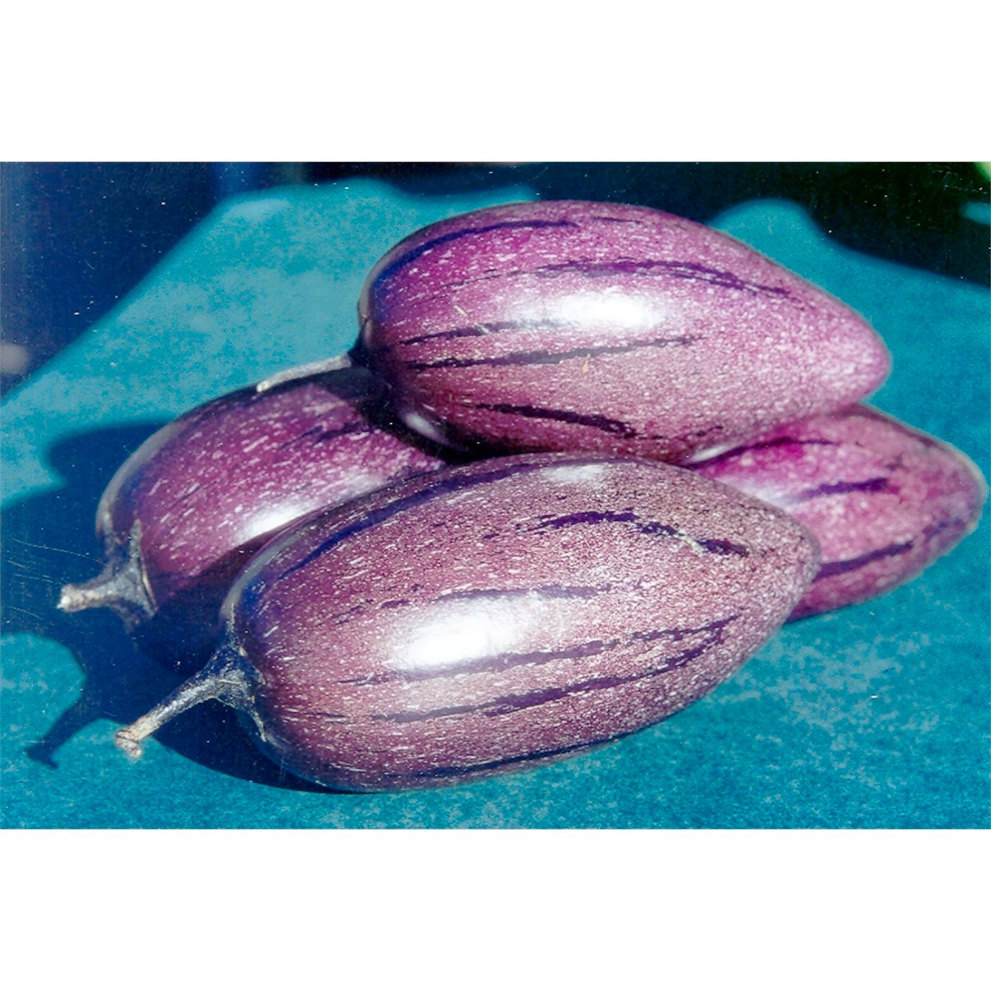 Purple 'Stripey' Pepino Melon Cuttings - Unrooted Solanum Muricatum, Edible Fruit, Rare Garden Plant, Melon Pear, Cucumber, Fruit Plant