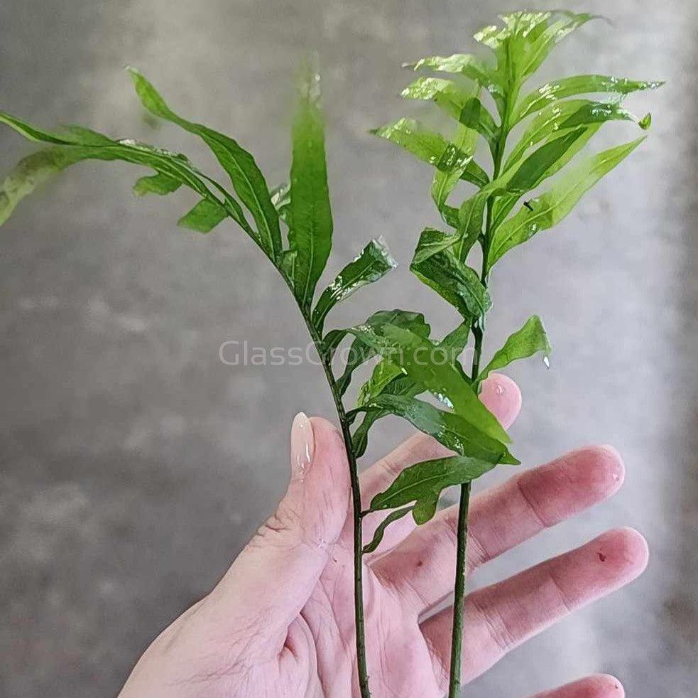 African Water Fern (Bolbitis Heudelotii)