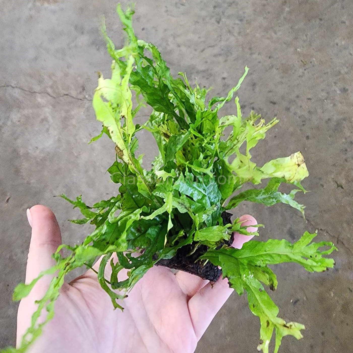 Java Fern Windelov