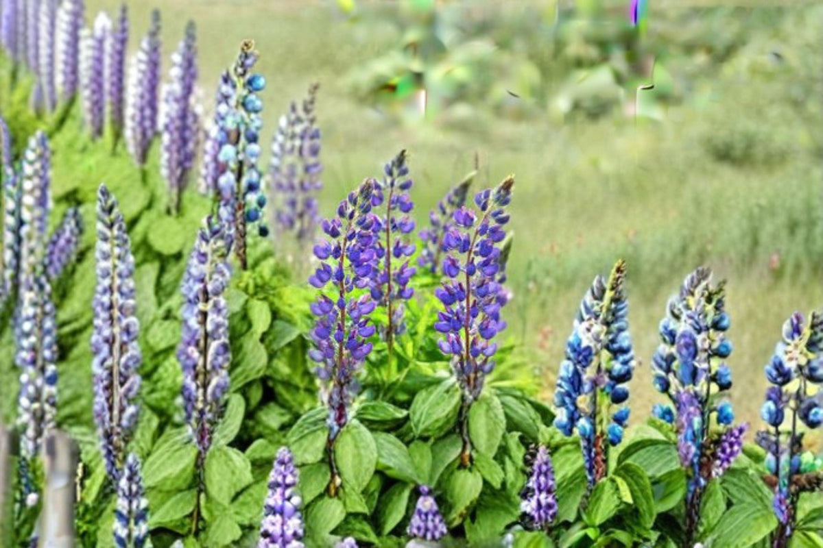 Blue Perennial Lupine Seeds – Lupinus perennis Native Wildflower for Pollinator Gardens & Meadows, 500 mg (Approx. 25 Seeds)