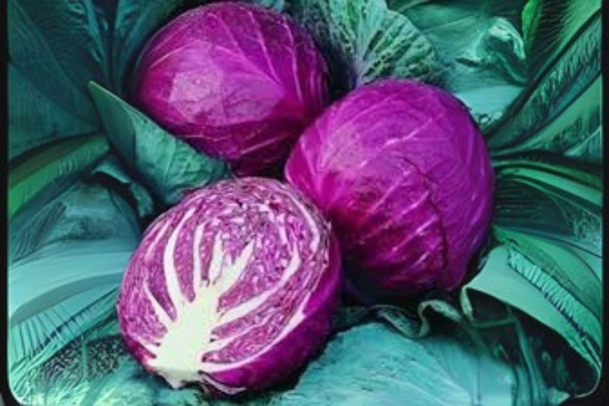 Red Acre Cabbage Seeds, Heirloom, Early Harvest, 250 Pack, Brassica oleracea var. capitata, Compact Purple-Red Heads
