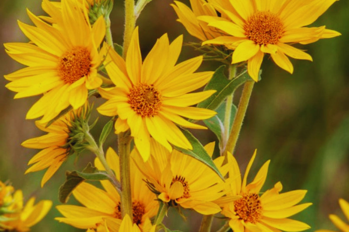 Maximilian Sunflower Seeds - 250+ Non-GMO Perennial Helianthus maximiliani for Garden, Attract Pollinators, Full Sun, USA Free Shipping