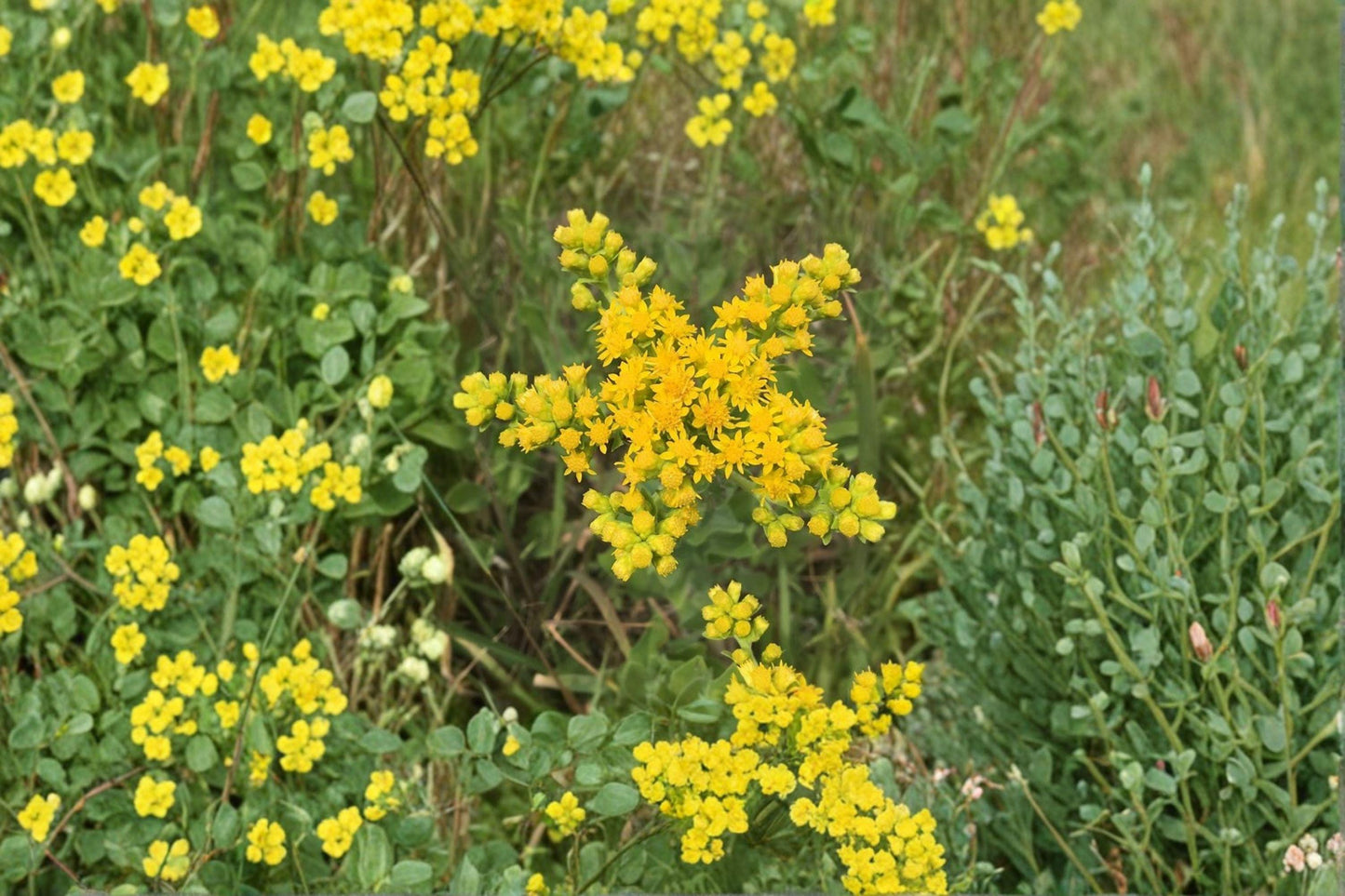 100 Stiff Goldenrod Seeds – Solidago rigida – Native Prairie Wildflower for Pollinators & Gardens