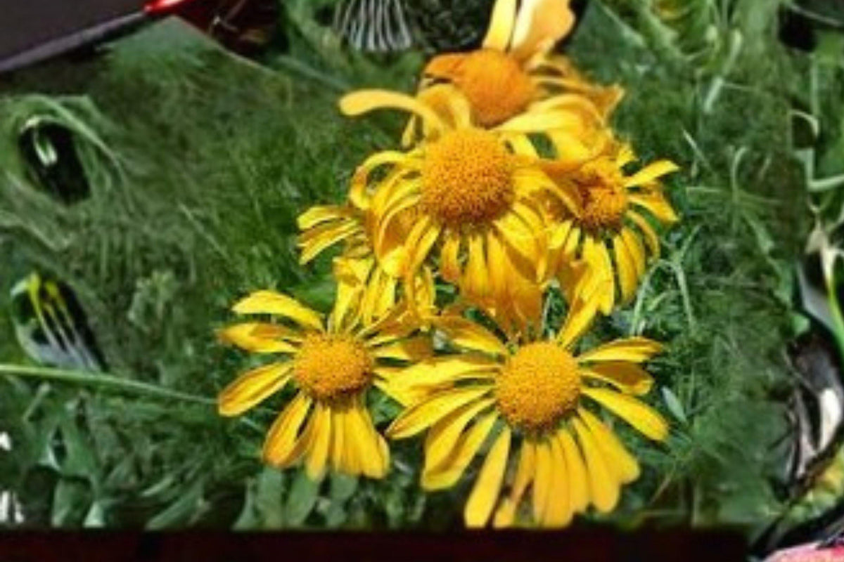 Orange Mountain Daisy Seeds – Hymenoxys hoopesii – Native Wildflower for Pollinators – Yellow Blooms – 40 Pack