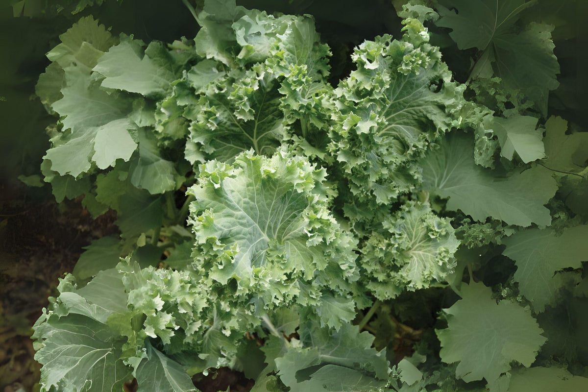 Dwarf Siberian Kale Seeds – 250 Premium Brassica napus Heirloom Greens for Salads, Sautés, Smoothies, Cold-Hardy, Compact Plant