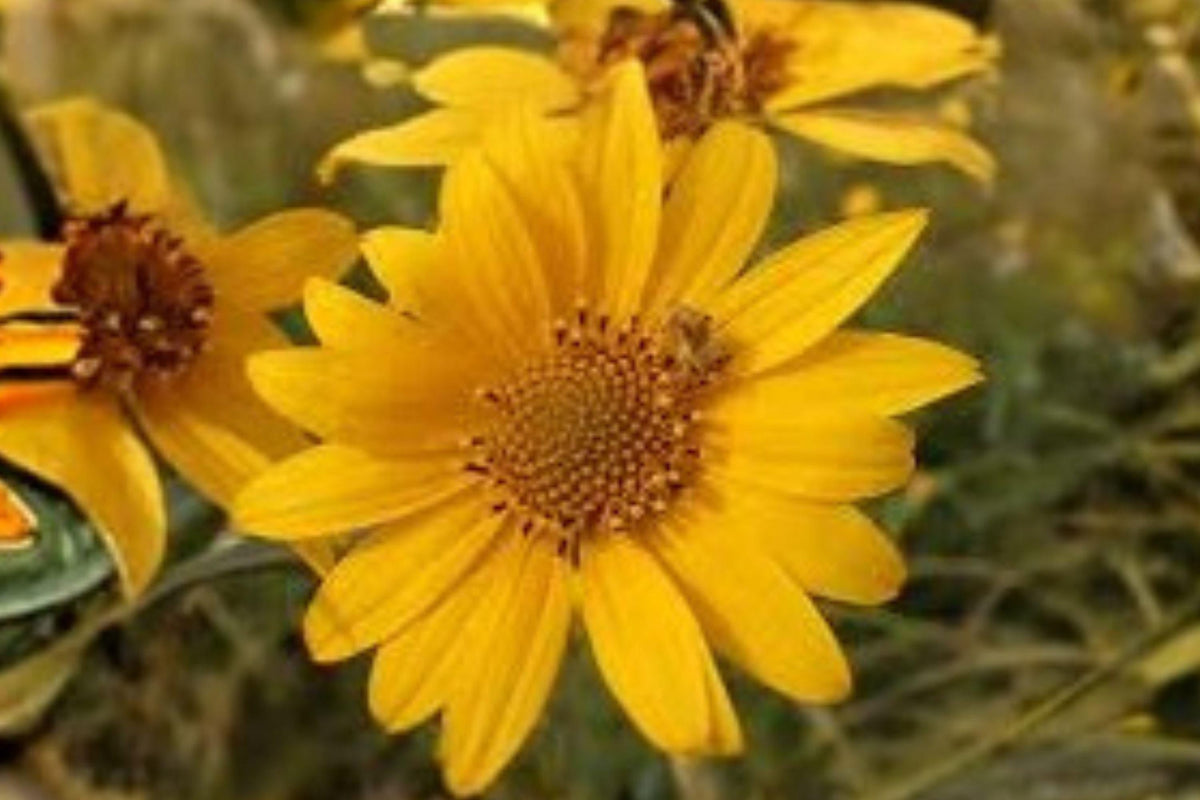 Marsh Sunflower Seeds, Helianthus nuttallii, Wildflower, Pollinator Plant, Tall Yellow Blooms, Native Perennial, Wet Soil