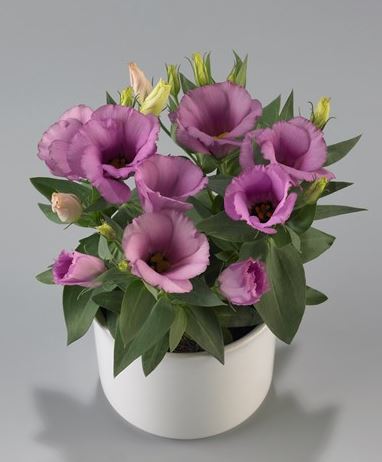 Lisianthus Lilac Shade Live Plant 2–5" Tall | Eustoma grandiflorum Perennial Flower for Zones 8–10