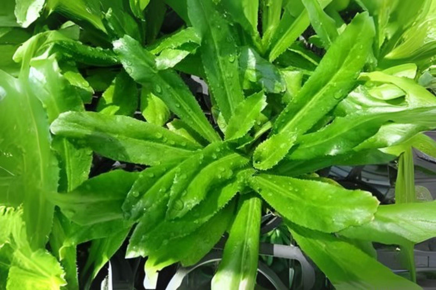 Culantro Seeds, Ngo Gai, Recao, Eryngium foetidum, Culinary Herb for Gardens & Containers, 100 Pack