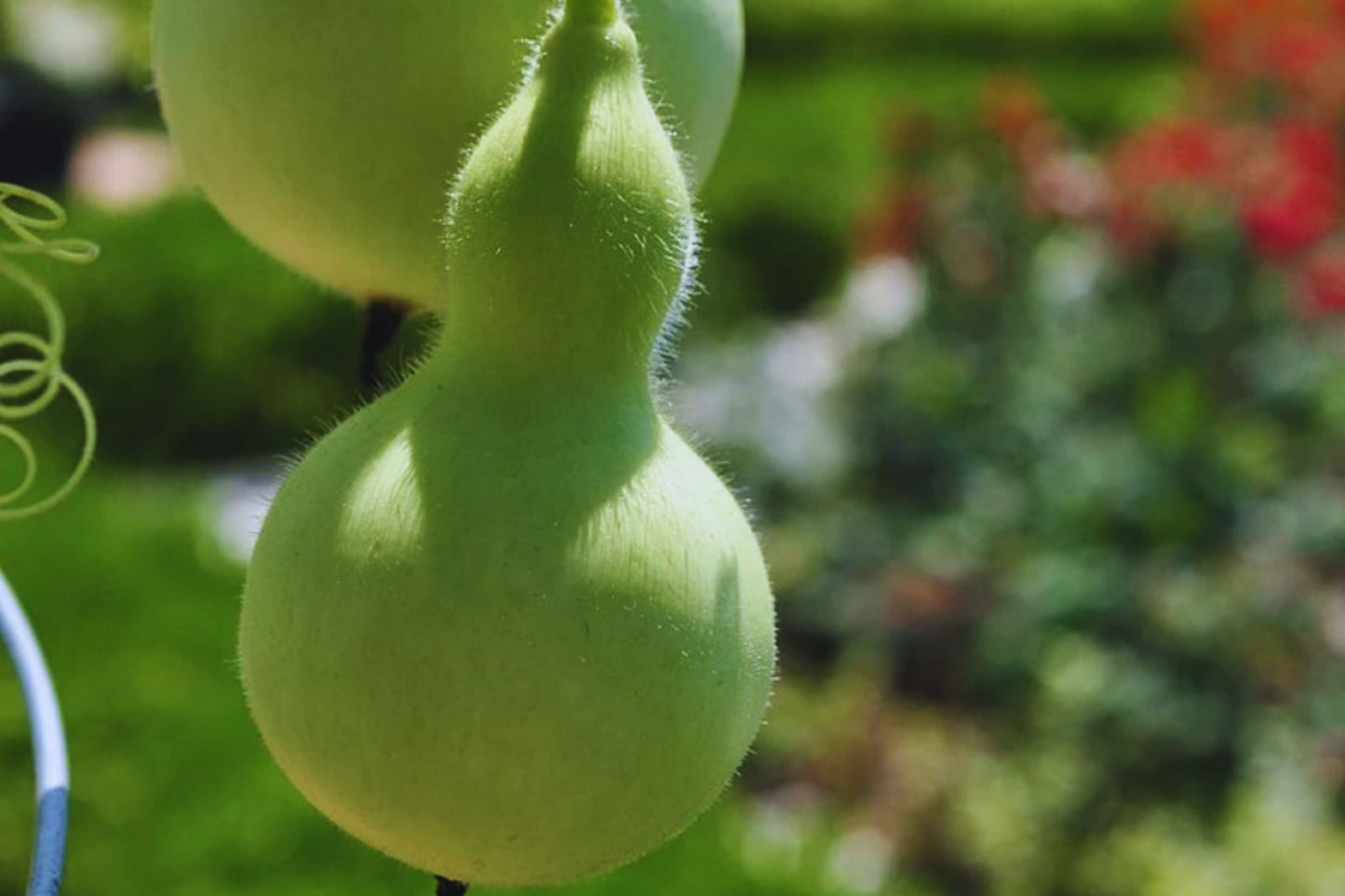 Bottle Gourd Seeds Pack of 20+ Non-GMO Lagenaria siceraria for Gardening & Crafting