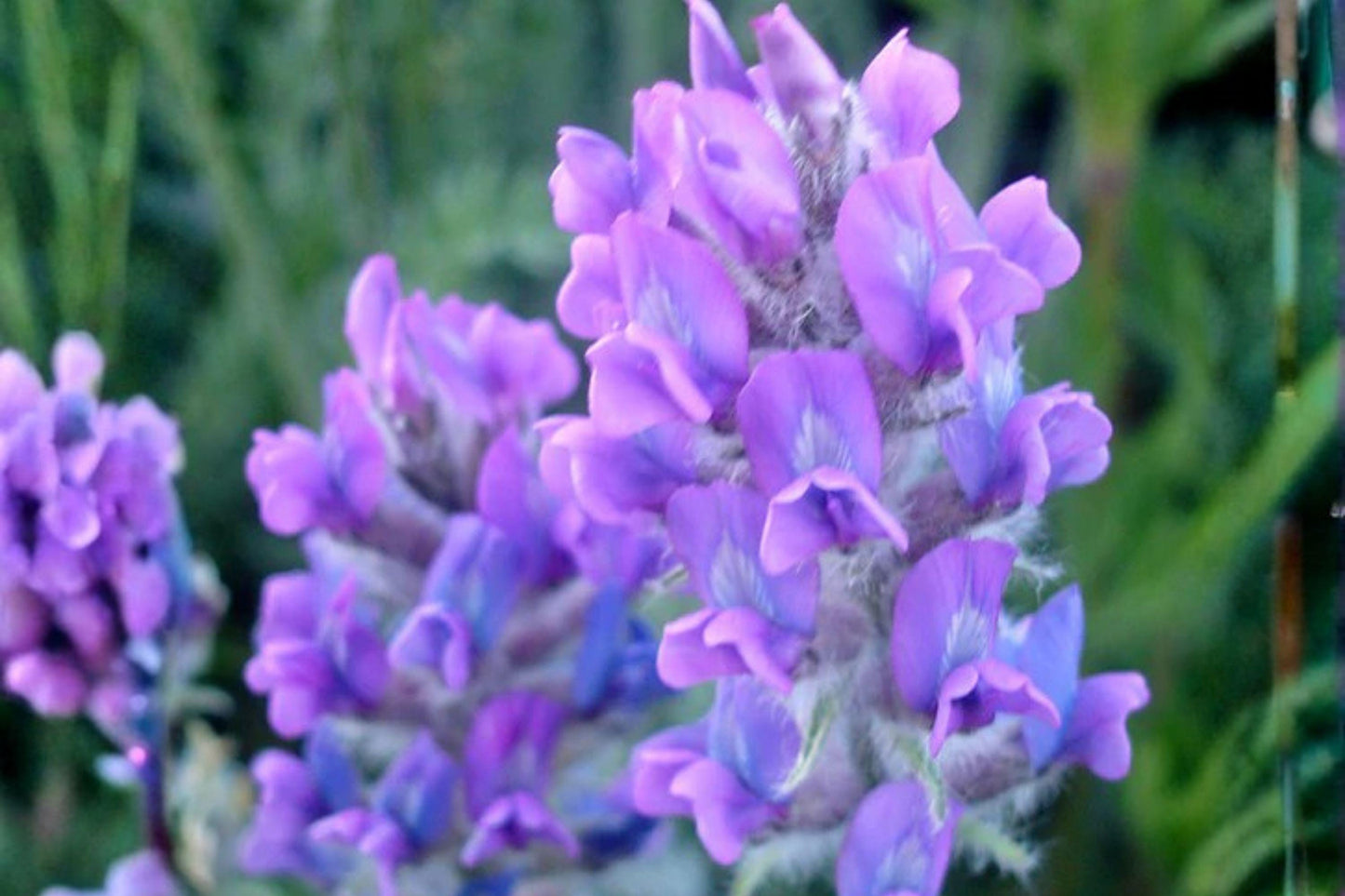 25 Showy Locoweed Seeds – Oxytropis lambertii – Native Wildflower for Drought Tolerance & Prairie Gardens