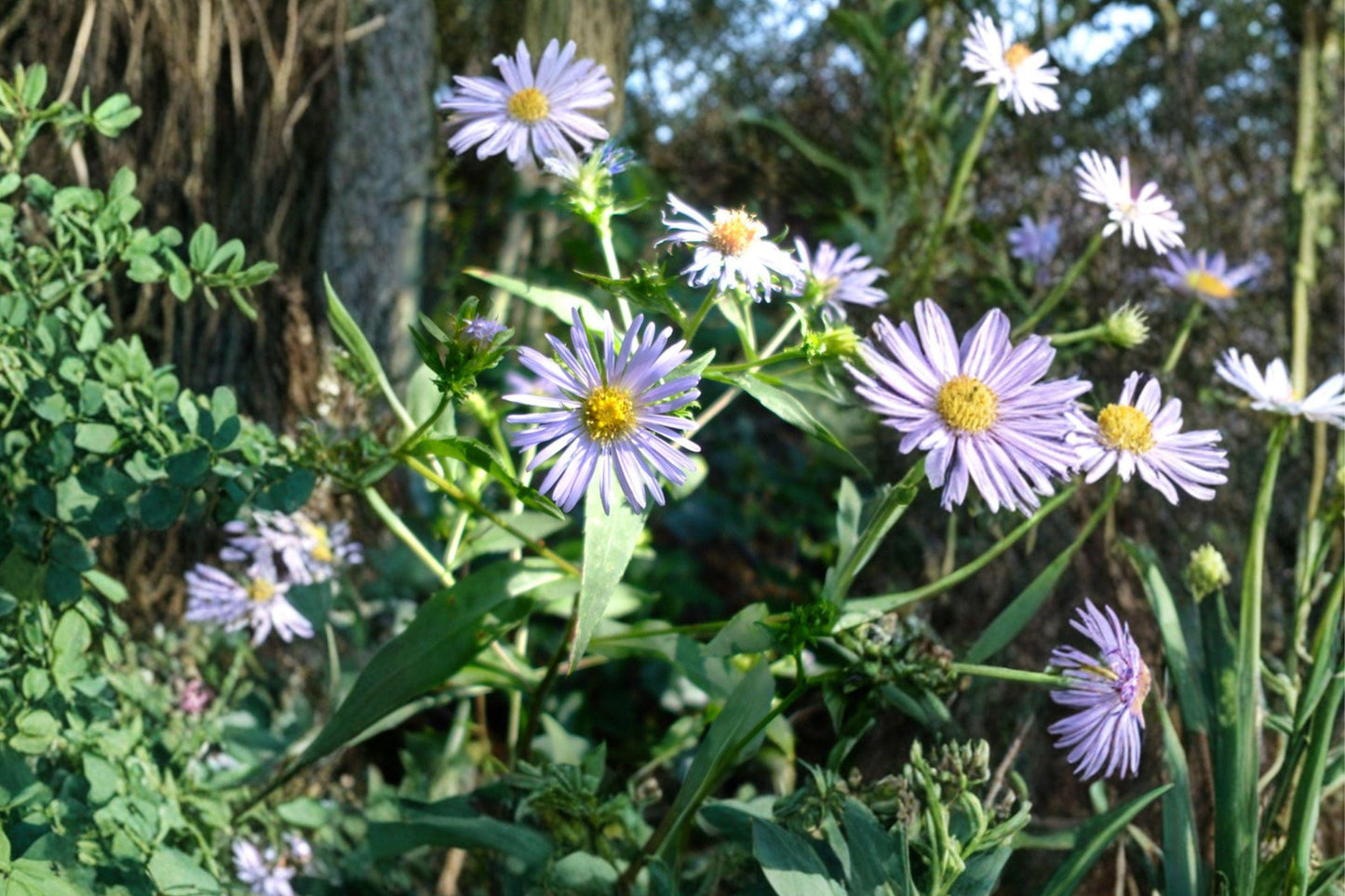 100 Shining Aster Seeds Symphyotrichum firmum Native Pollinator Wildflower for Gardens
