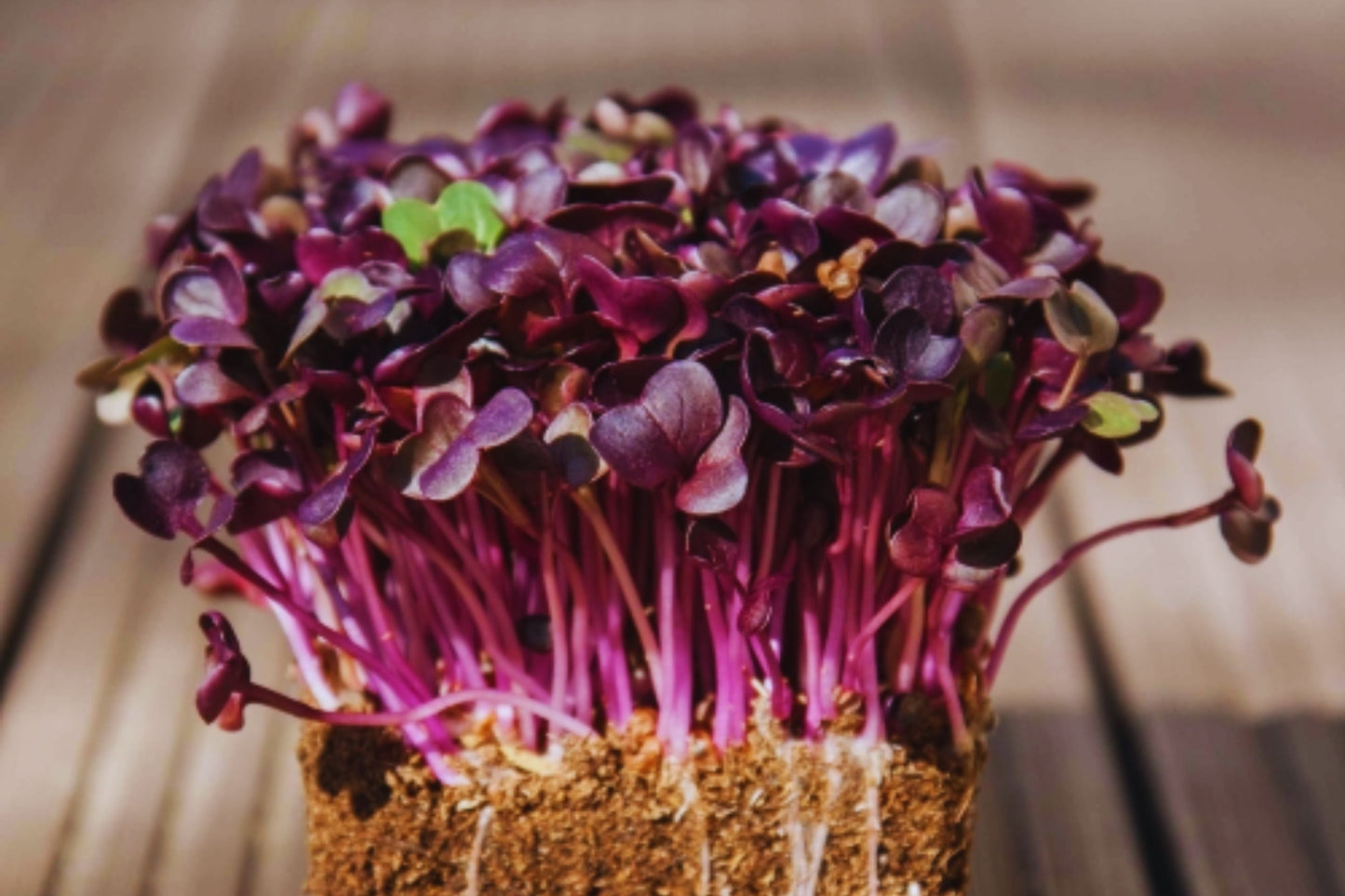 Bulk Radish Microgreen Seeds - Non-GMO Heirloom Raphanus sativus for Sprouting & Microgreens