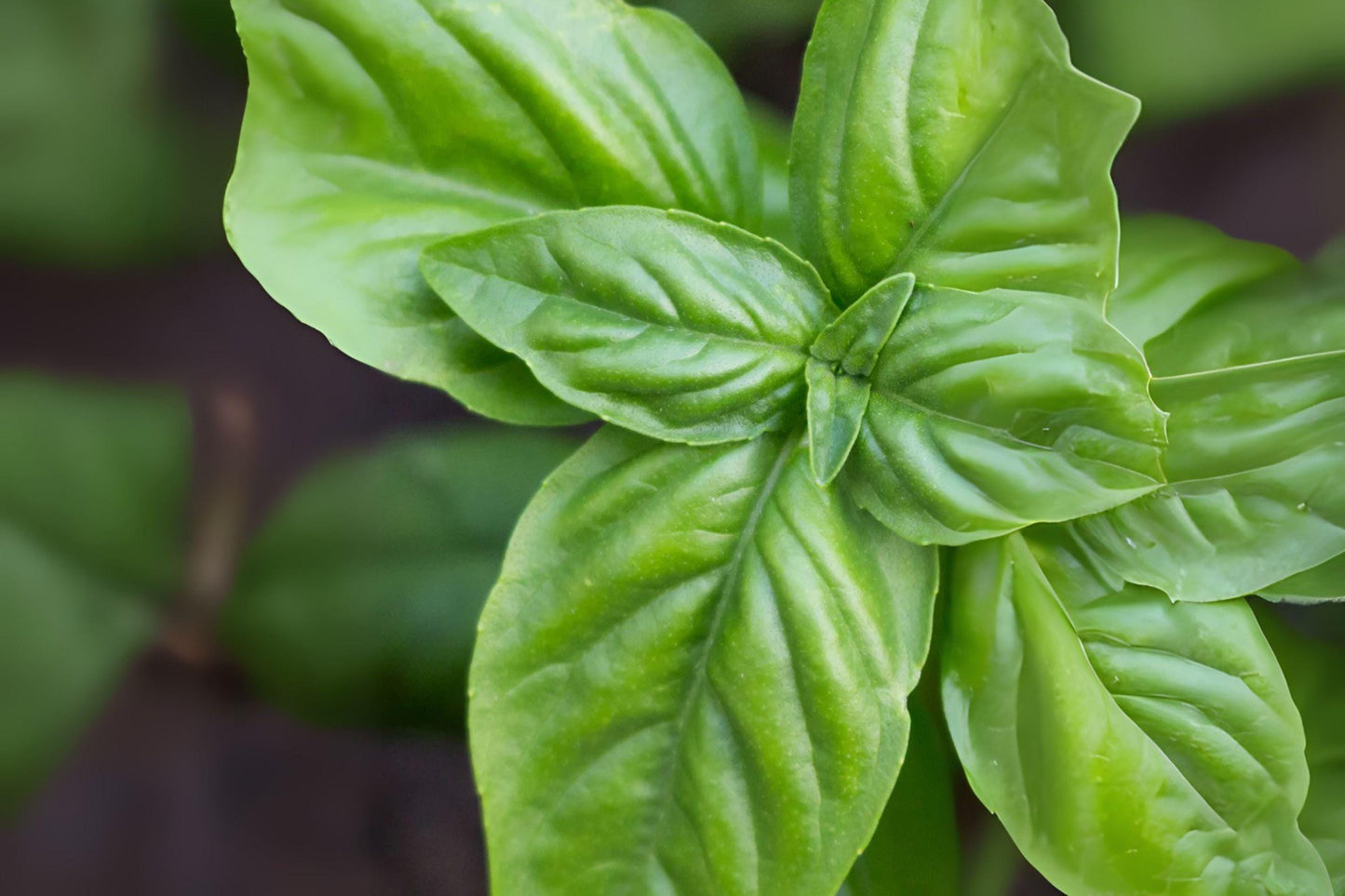 700 Genovese Basil Seeds - Italian Heirloom Herb for Pesto, Cooking & Salads - Ocimum basilicum