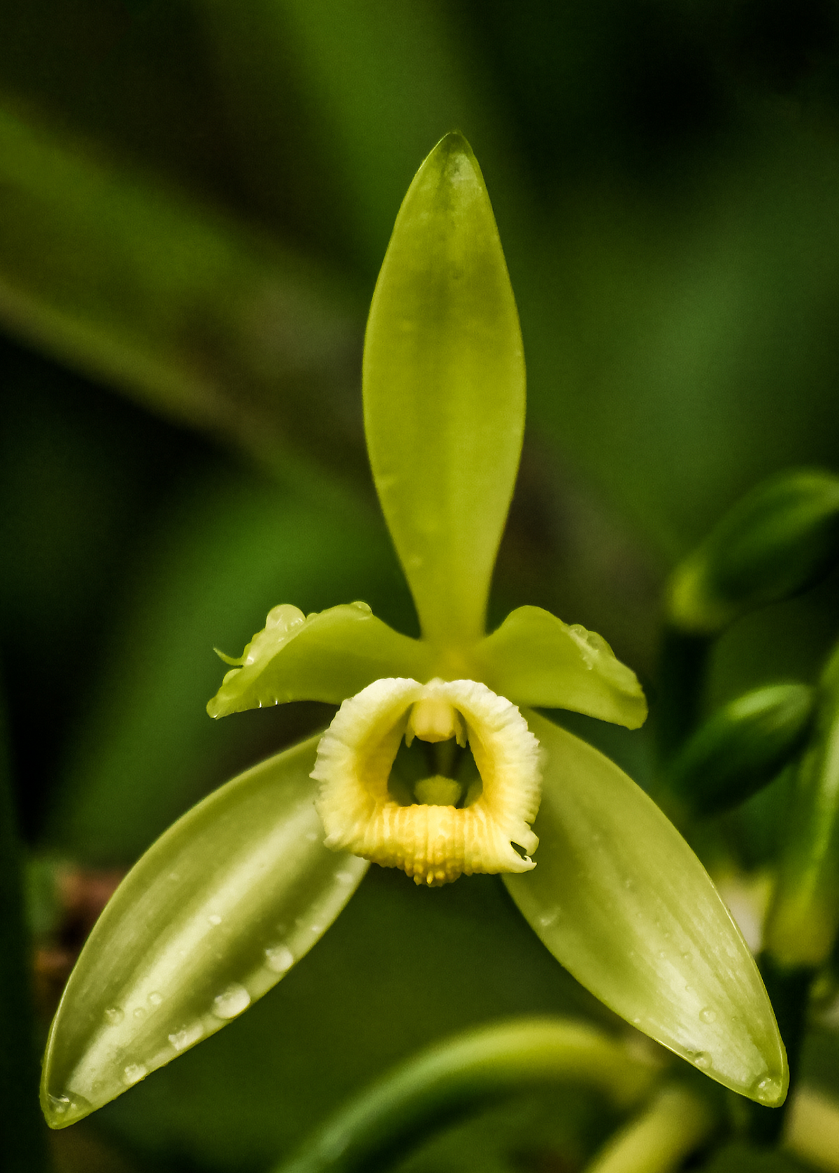Vanilla Bean Orchid Climbing Plant Vanilla planifolia Fragrant Tropical Vine