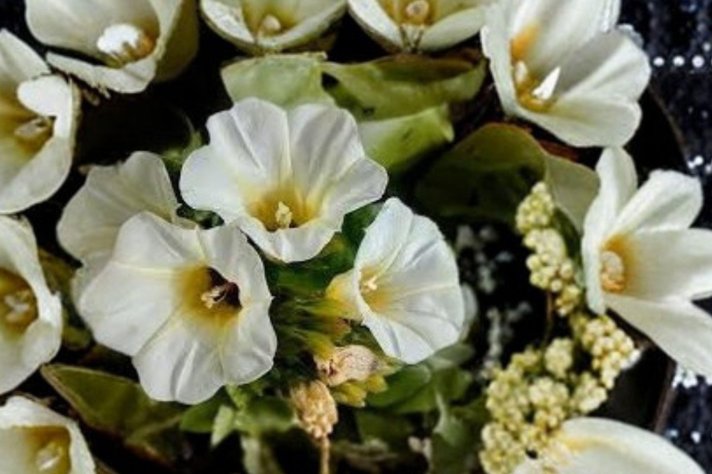 10 Seeds Rivea corymbosa Ololiuqui Tropical Flowering Vine, Ornamental Climber, Morning Glory Relative, Garden Trellis Plant